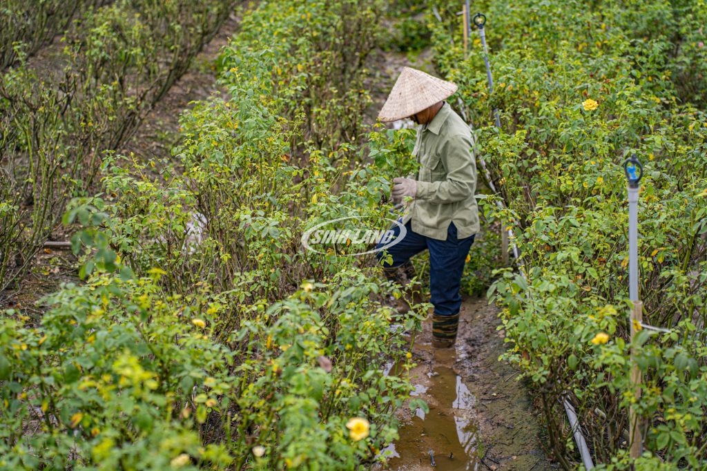 quy hoạch công viên