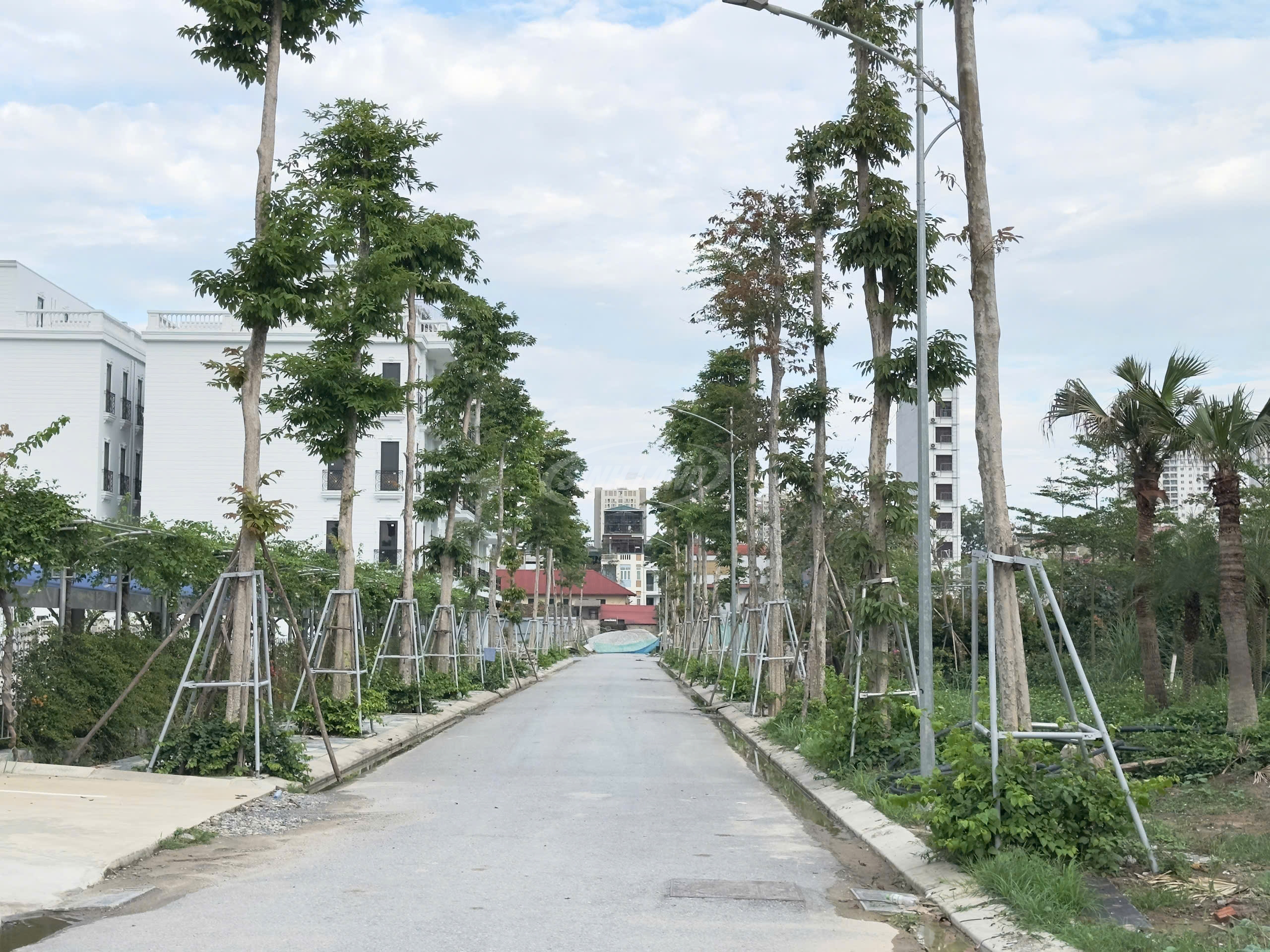 Cây xanh dự án