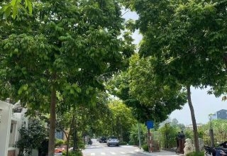 Đất dịch vụ Trạm Trôi Lideco