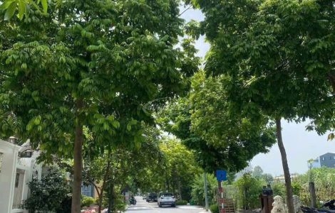 Đất dịch vụ Trạm Trôi Lideco